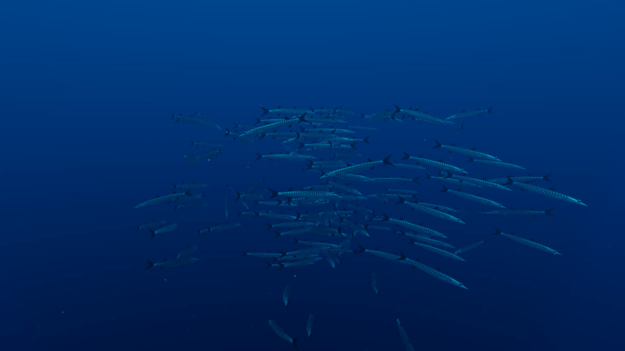 A school of blackfin barracuda in deep blue water at Ras Mohammed